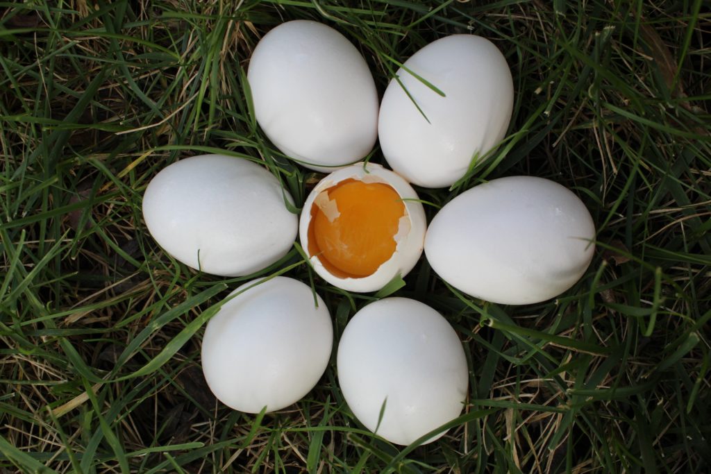 Italian Eggs-periment - LowKcalGal